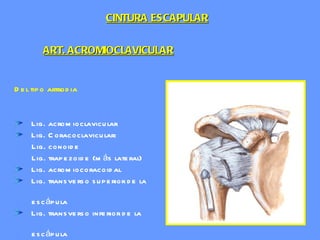 Del tipo artrodia Lig. acromioclavicular Lig. Coracoclavicular: Lig. conoide Lig. trapezoide (más lateral) Lig. acromiocoracoidal  Lig. transverso superior de la  escápula Lig. transverso inferior de la  escápula ART. ACROMIOCLAVICULAR CINTURA ESCAPULAR 