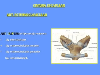 ART. ESTERNOCLAVICULAR  Del tipo encaje recíproco. Lig. Interclavicular Lig. esternoclavicular anterior Lig. esternoclavicular posterior Lig. costoclavicular  CINTURA ESCAPULAR 
