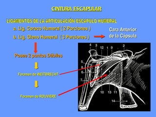 LIGAMENTOS DE LA ARTICULACIÓN ESCAPULO HUMERAL a. Lig. Coraco Humeral ( 2 Porciones ) b. Lig. Gleno Humeral  ( 3 Porciones ) Cara Anterior de la Cápsula Posee 2 puntos Débiles Foramen de WEITBRECHT Foramen de ROUVIERE CINTURA ESCAPULAR 
