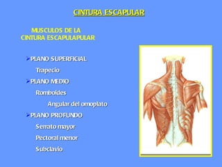MUSCULOS DE LA   CINTURA ESCAPULAPULAR PLANO SUPERFICIAL Trapecio PLANO MEDIO Romboides Angular del omoplato PLANO PROFUNDO Serrato mayor  Pectoral menor Subclavio CINTURA ESCAPULAR 
