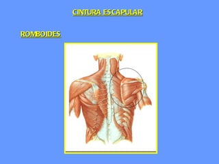 ROMBOIDES CINTURA ESCAPULAR 