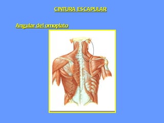 Angular del omoplato CINTURA ESCAPULAR 