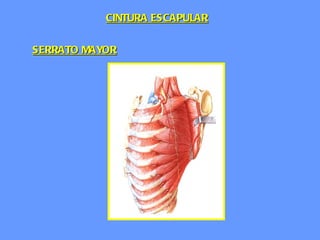 SERRATO MAYOR CINTURA ESCAPULAR 