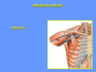SUBCLAVIO CINTURA ESCAPULAR 