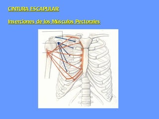 CINTURA ESCAPULAR Inserciones de los Músculos Pectorales 
