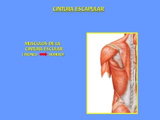 MUSCULOS DE LA   CINTURA ESCULAR ( TRONCO  HUMERO ) CINTURA ESCAPULAR 