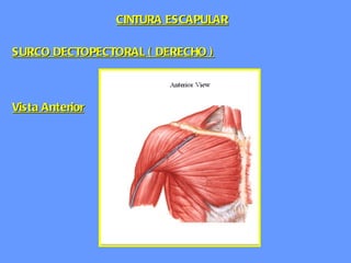 SURCO DECTOPECTORAL ( DERECHO ) Vista Anterior CINTURA ESCAPULAR 