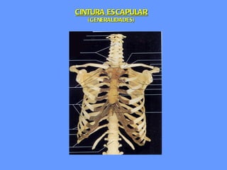 CINTURA ESCAPULAR (GENERALIDADES) 