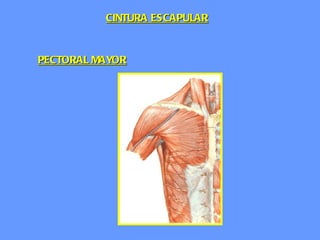 PECTORAL MAYOR CINTURA ESCAPULAR 