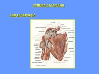 SUB ESCAPULAR CINTURA ESCAPULAR 