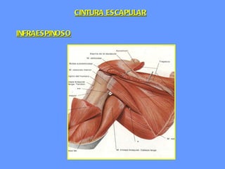 INFRAESPINOSO CINTURA ESCAPULAR 