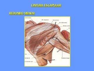 REDONDO   MENOR CINTURA ESCAPULAR 