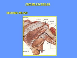 REDONDO   MAYOR CINTURA ESCAPULAR 