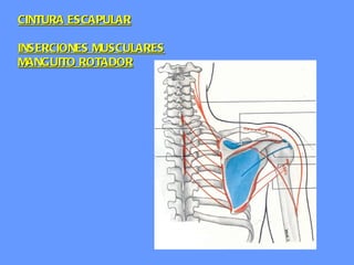 CINTURA ESCAPULAR INSERCIONES MUSCULARES MANGUITO ROTADOR 