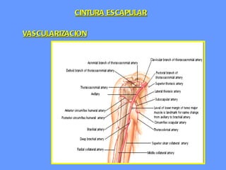 VASCULARIZACION CINTURA ESCAPULAR 