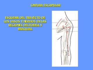 CINTURA ESCAPULAR ESQUEMA DEL TRAYECTO DE LOS VASOS Y NERVIOS EN LAS REGIONES DELTOIDEA Y BRAQUIAL 