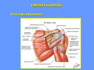 RELACIONES IMPORTANTES CINTURA ESCAPULAR 