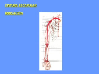 CINTURA ESCAPULAR IRRIGACIÓN 