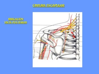 CINTURA ESCAPULAR IRRIGACIÓN VISTA POSTERIOR 