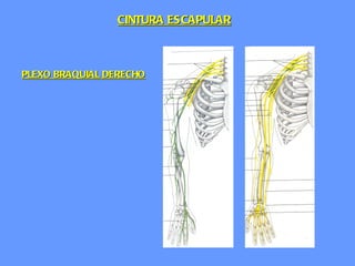 CINTURA ESCAPULAR PLEXO BRAQUIAL DERECHO 