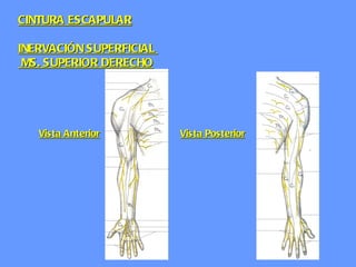 CINTURA ESCAPULAR INERVACIÓN SUPERFICIAL   MS. SUPERIOR DERECHO Vista Anterior Vista Posterior 