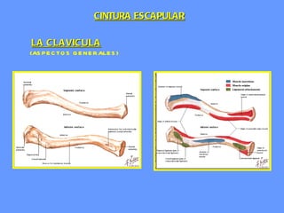 LA CLAVICULA   (ASPECTOS GENERALES) CINTURA ESCAPULAR 