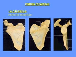 LA ESCAPULA   (ASPECTOS GENERALES) CINTURA ESCAPULAR 