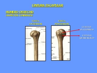 HUMERO DERECHO (ASPECTOS GENERALES) VISTA ANTERIOR VISTA POSTERIOR CUELLO ANATOMICO CUELLO QUIRURGICO CINTURA ESCAPULAR 
