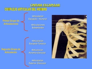 COMPLEJO ARTICULAR DEL HOMBRO Primer Grupo de Articulaciones Articulación Escápulo -- Humeral Articulaciones Subdeltoidea Segundo Grupo de Articulación Articulación Escápulo Torácica Articulación Acromio-clavicular Articulación Esterno- Clavicular CINTURA ESCAPULAR 