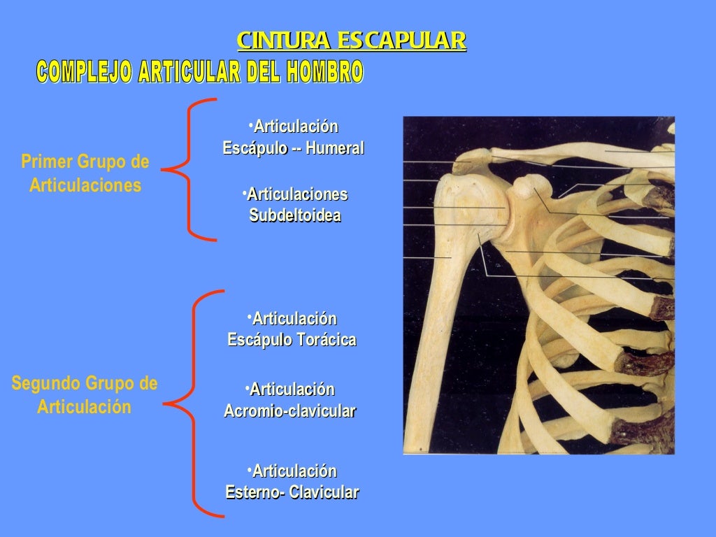 Anatomia cintura escapular ii