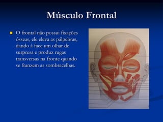 Músculo Frontal
 O frontal não possui fixações
ósseas, ele eleva as pálpebras,
dando à face um olhar de
surpresa e produz rugas
transversas na fronte quando
se franzem as sombracelhas.
 