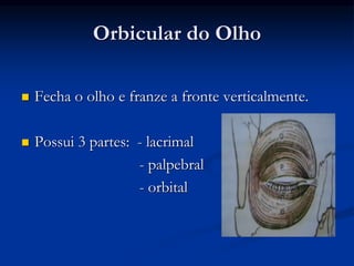 Orbicular do Olho
 Fecha o olho e franze a fronte verticalmente.
 Possui 3 partes: - lacrimal
- palpebral
- orbital
 