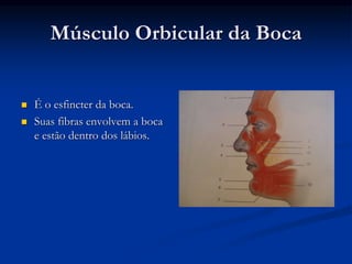 Músculo Orbicular da Boca
 É o esfincter da boca.
 Suas fibras envolvem a boca
e estão dentro dos lábios.
 