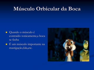Músculo Orbicular da Boca
 Quando o músculo é
contraído tonicamente,a boca
se fecha
 É um músculo importante na
mastigação,fala,etc.
 