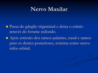 Nervo Maxilar
 Passa do gânglio trigeminal e deixa o crânio
através do forame redondo.
 Após emissão dos ramos palatino, nasal e ramos
para os dentes posteriores, termina como nervo
infra-orbital.
 
