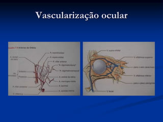 Vascularização ocular
 