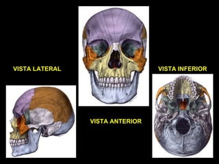 VISTA LATERAL VISTA INFERIOR
VISTA ANTERIOR
 