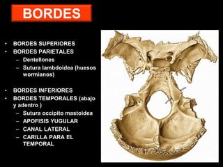 BORDES
• BORDES SUPERIORES
• BORDES PARIETALES
– Dentellones
– Sutura lambdoidea (huesos
wormianos)
• BORDES INFERIORES
• BORDES TEMPORALES (abajo
y adentro )
– Sutura occipito mastoidea
– APOFISIS YUGULAR
– CANAL LATERAL
– CARILLA PARA EL
TEMPORAL
 