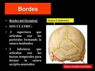 Bordes
• Bordes del Occipital:
• SON CUATRO :
• 2 superiores que
articulan con los
parietales formando la
sutura lamboidea
• 2 inferiores que
articulan con los
huesos temporales para
formar la sutura
occipito-mastoidea
Sutura Lamboidea
Sutura occipito-mastoidea
 