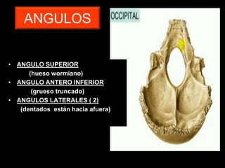 ANGULOS
• ANGULO SUPERIOR
(hueso wormiano)
• ANGULO ANTERO INFERIOR
(grueso truncado)
• ANGULOS LATERALES ( 2)
(dentados están hacia afuera)
 