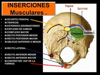 • M.OCCIPITO FRONTAL
• M.TRAPECIO
• M.ESTERNOCLEIDOMASTOIDEO
• M.ESPLENIO DE CABEZA
• M.COMPLEXO MAYOR
• M.RECTO POSTERIOR MENOR
• M.RECTO POSTERIOR MAYOR
• M.OBLICUO SUPERIOR O MENOR
• M.RECTO LATERAL
• M.RECTO ANTERIOR MENOR
• M.RECTO ANTERIOR MAYOR
• M.CONTRICTOR SUP DE LA
FARINGE
INSERCIONES
Musculares .
 