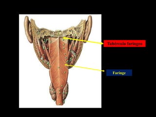 Tubérculo faríngeo
Faringe
 