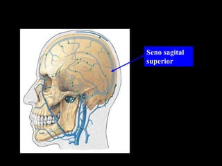 Seno sagital
superior
 
