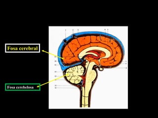 Fosa cerebral
Fosa cerebelosa
 