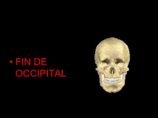 • FIN DE
OCCIPITAL
 