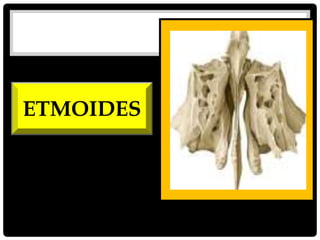 ETMOIDES
 