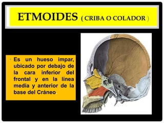 ETMOIDES ( CRIBA O COLADOR )
• Es un hueso impar,
ubicado por debajo de
la cara inferior del
frontal y en la línea
media y anterior de la
base del Cráneo.
 