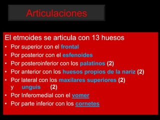 Articulaciones
El etmoides se articula con 13 huesos
• Por superior con el frontal
• Por posterior con el esfenoides
• Por posteroinferior con los palatinos (2)
• Por anterior con los huesos propios de la nariz (2)
• Por lateral con los maxilares superiores (2)
y unguis (2)
• Por Inferomedial con el vomer
• Por parte inferior con los cornetes
 