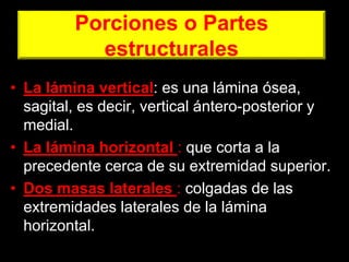 Porciones o Partes
estructurales
• La lámina vertical: es una lámina ósea,
sagital, es decir, vertical ántero-posterior y
medial.
• La lámina horizontal : que corta a la
precedente cerca de su extremidad superior.
• Dos masas laterales : colgadas de las
extremidades laterales de la lámina
horizontal.
 