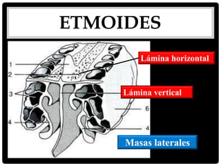 ETMOIDES
Lámina vertical
Lámina horizontal
Masas laterales
 